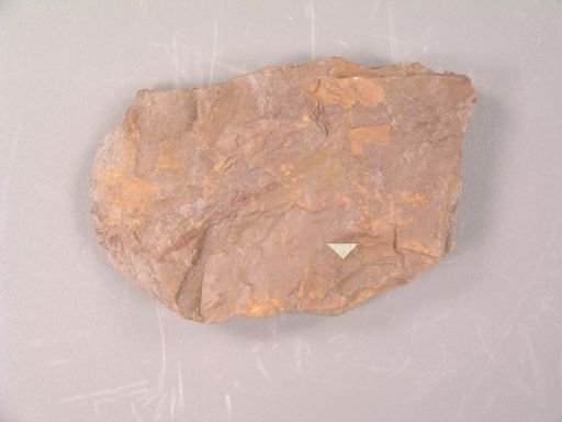 Andromeda parlatorii