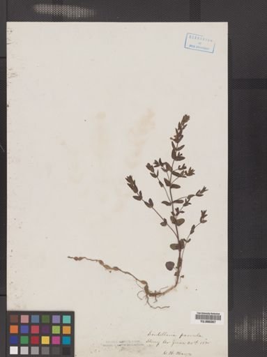 Scutellaria leonardii