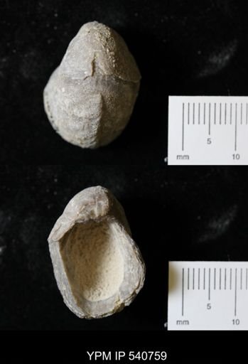 Gryphaea sp.