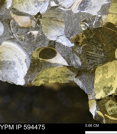 Protocardia sp.