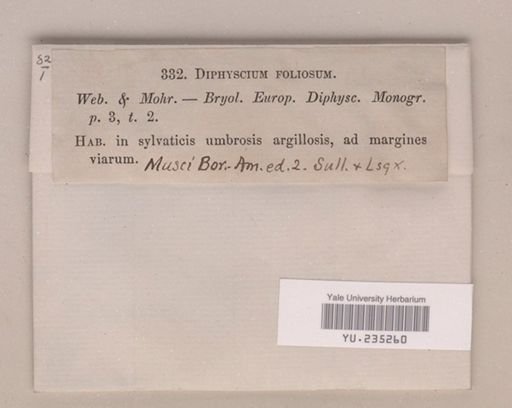 Diphyscium foliosum