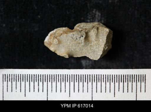 Prionocyclus sp.