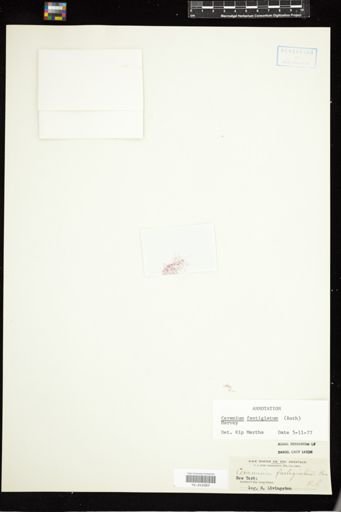 Ceramium fastigiatum