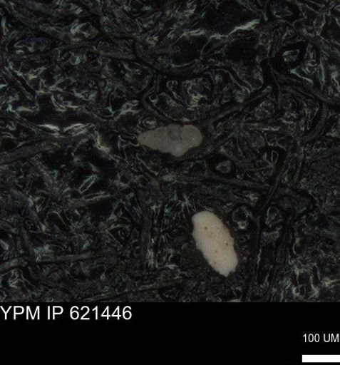 undet. Heterohelicidae