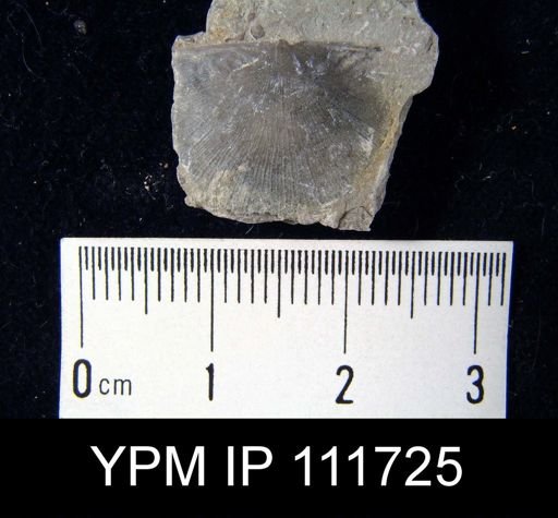 Brachyprion anticostiense