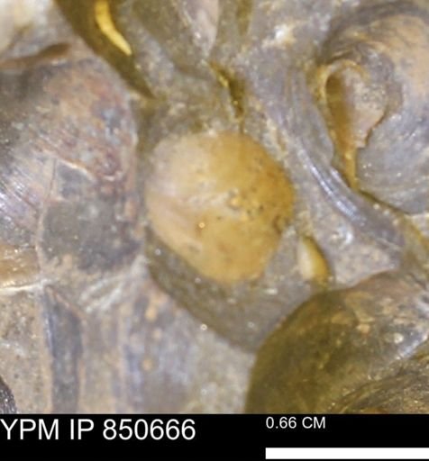 Limopsis striatopunctatus