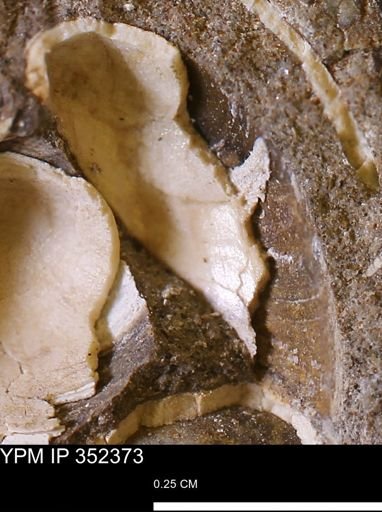 undet. Bivalvia