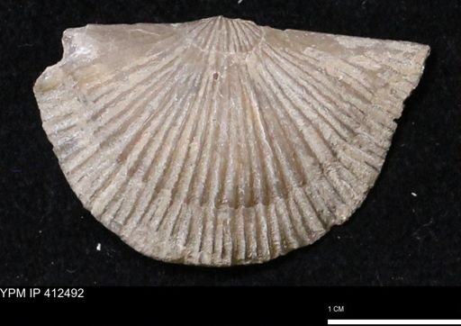 Stropheodonta navalis boonensis