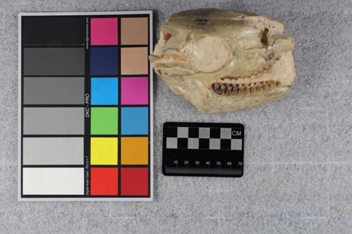 Mesohippus bairdi