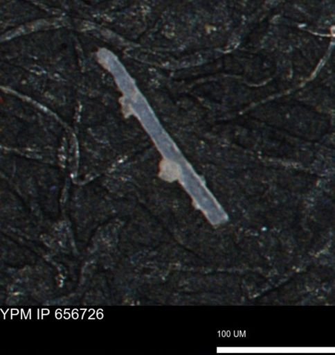 undet. Porifera