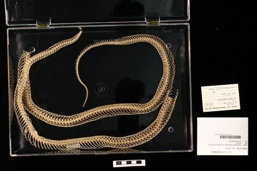 Pantherophis guttatus