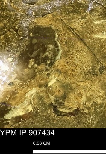 undet. Mollusca