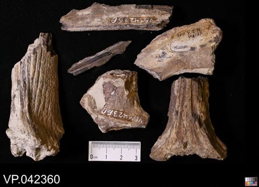 undet. Actinopterygii