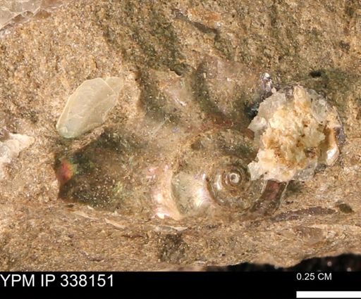 undet. Ammonoidea