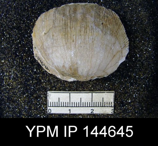 Derbya hemisphaerica
