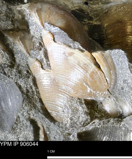 Limopsis striatopunctatus