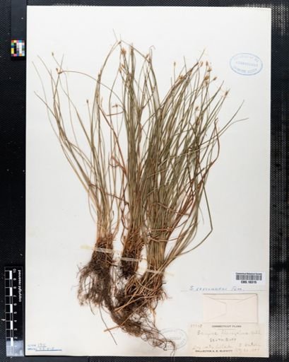 Scirpus verecundus