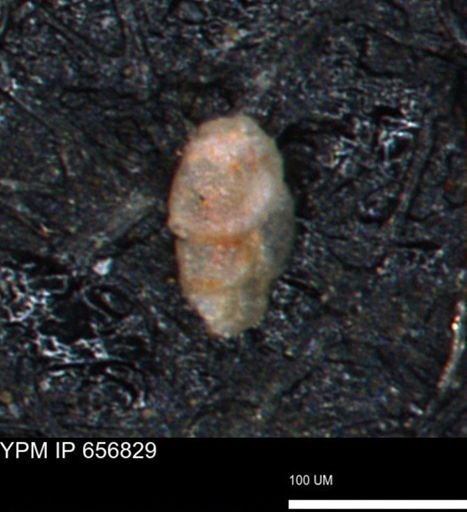 undet. Foraminiferida