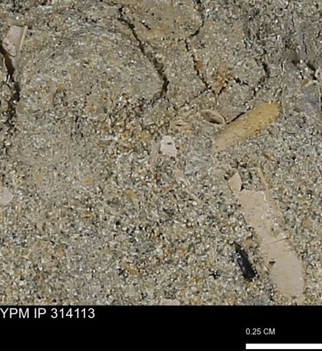 undet. Scaphopoda