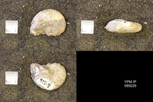 Discoscaphites conradi