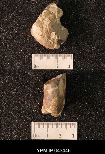 Hoploscaphites nicolletii
