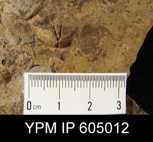 Plectambonites sericeus glaber