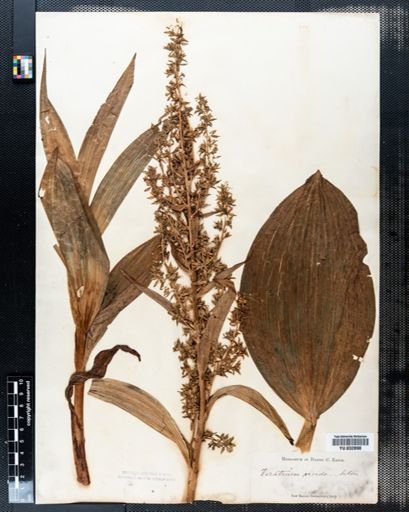 Veratrum viride