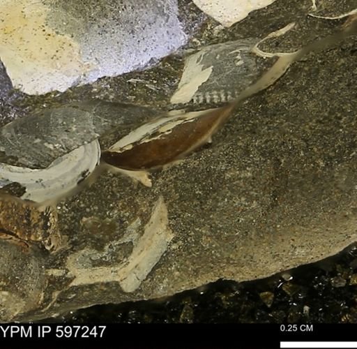 Limopsis striatopunctatus
