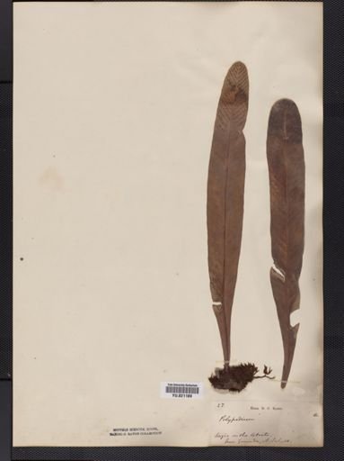 Polypodium