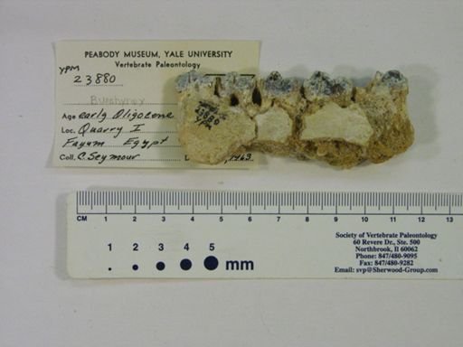 Bunohyrax sp.