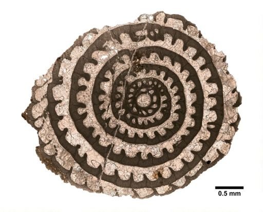 Pseudofusulina huecoensis