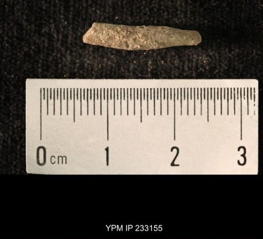 Archaeocidaris sp.