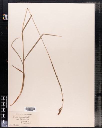 Carex virescens