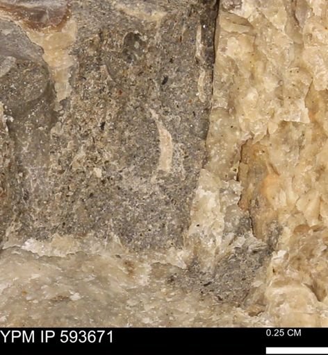 Baculites sp.