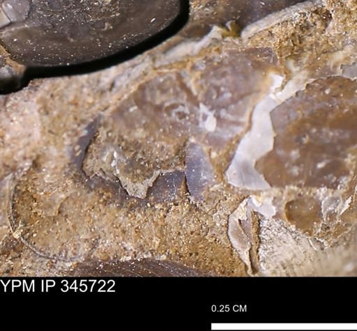 undet. Bivalvia