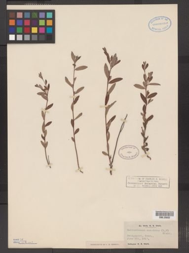 Helianthemum canadense