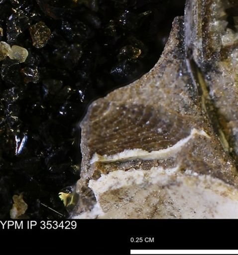 undet. Bivalvia