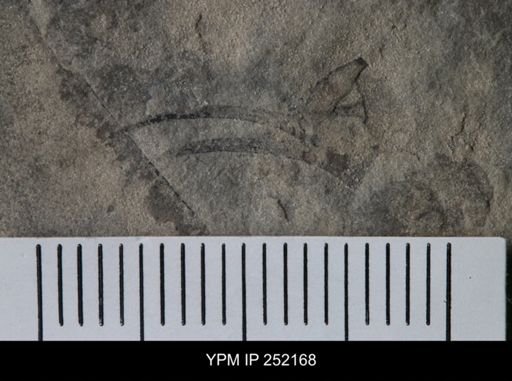 Eurypterus sp.