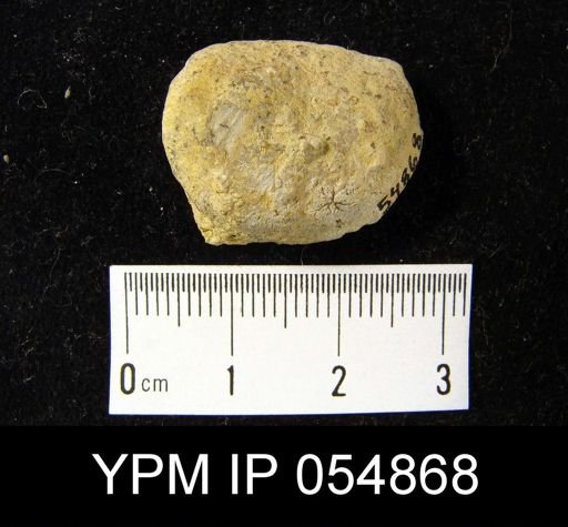 Strophonella reversa
