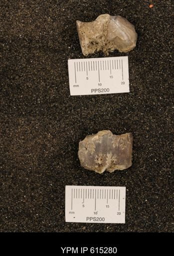 Baculites sp.