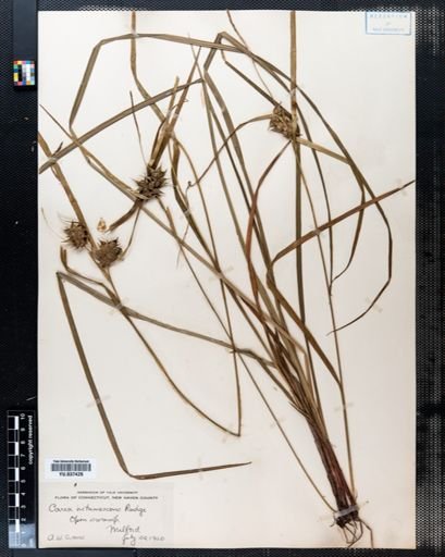 Carex glaucodea