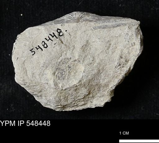 Stropheodonta kemperi