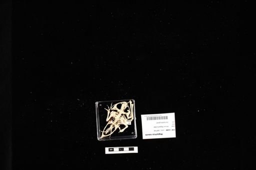 Megophrys nasuta