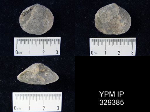 Schizophoria?