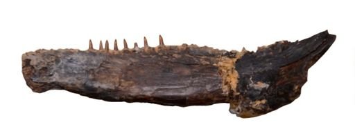 Ichthyodectes ctenodon