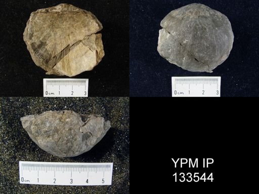 Stropheodonta concava