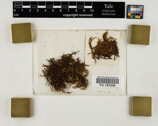 Plantae