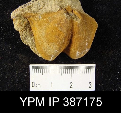 undet. Cyrtospiriferoidea