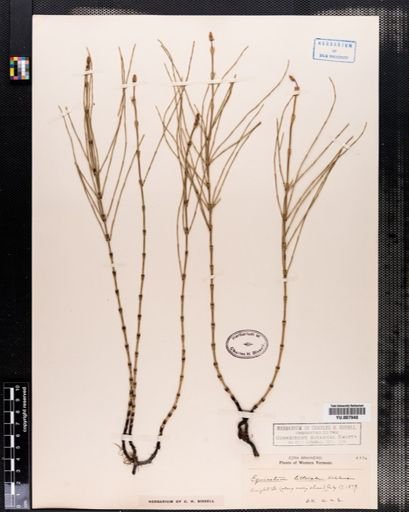 Equisetum