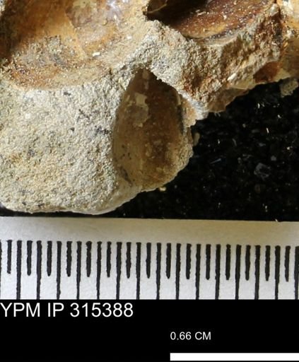 undet. Mollusca